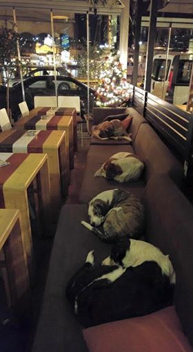Éjjelente kóbor kutyáknak tart nyitva egy kávézó