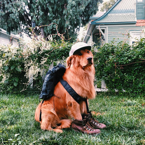 Ennél a kutyánál jobb útitársat kívánni sem lehet – cuki képek