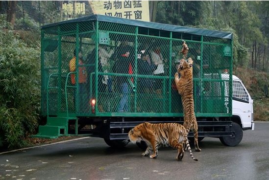 Ketrecből, élő hússal etethetik a tigriseket a kínai állatpark látogatói