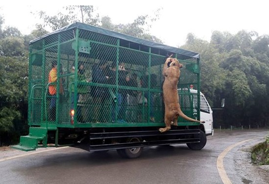 Ketrecből, élő hússal etethetik a tigriseket a kínai állatpark látogatói