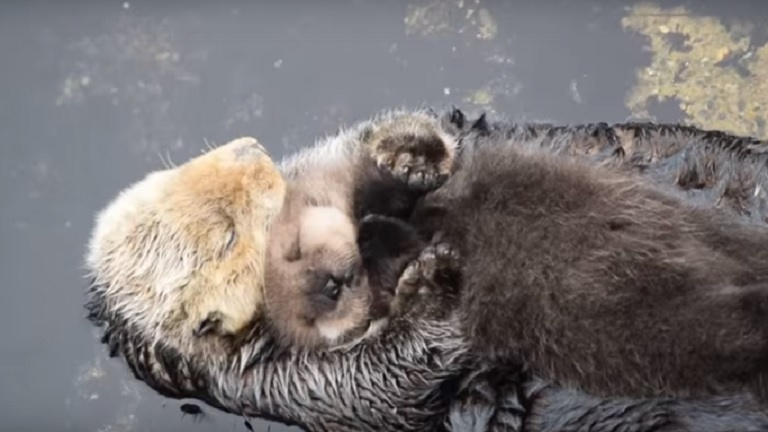 Anyukája hasán pihen az újszülött tengeri vidra – cuki videó