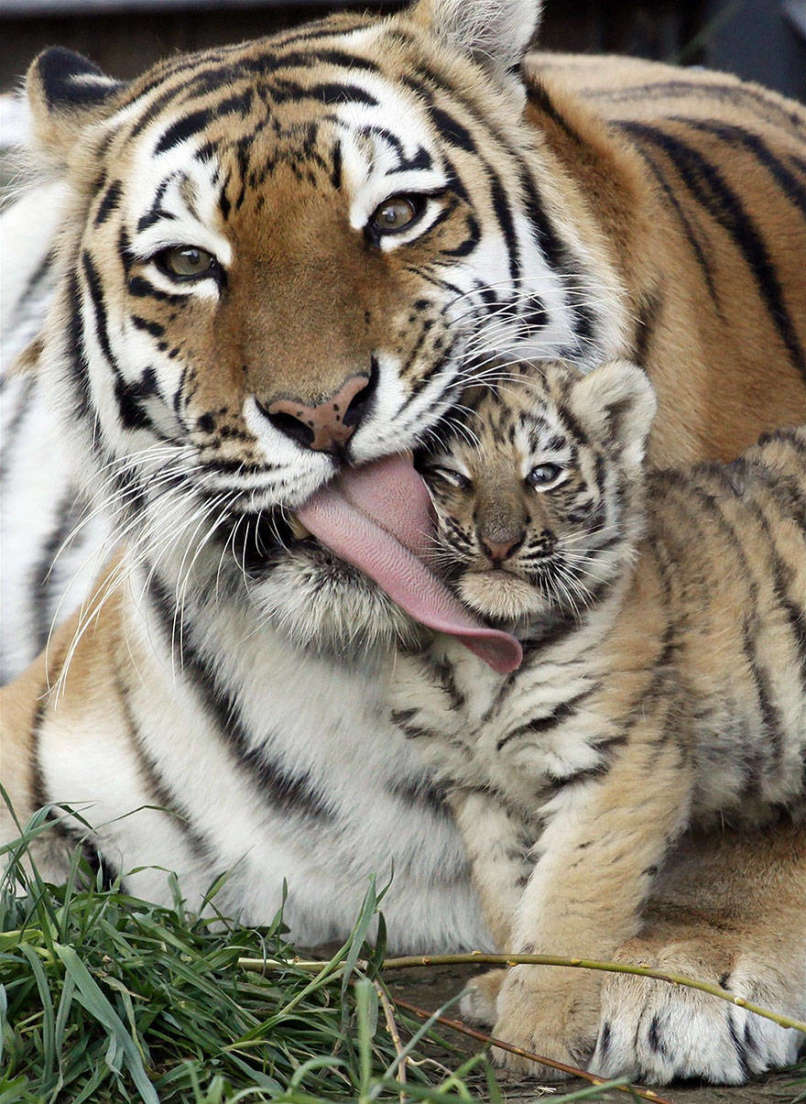 12 megható szülő-gyerek fotó az állatvilágból
