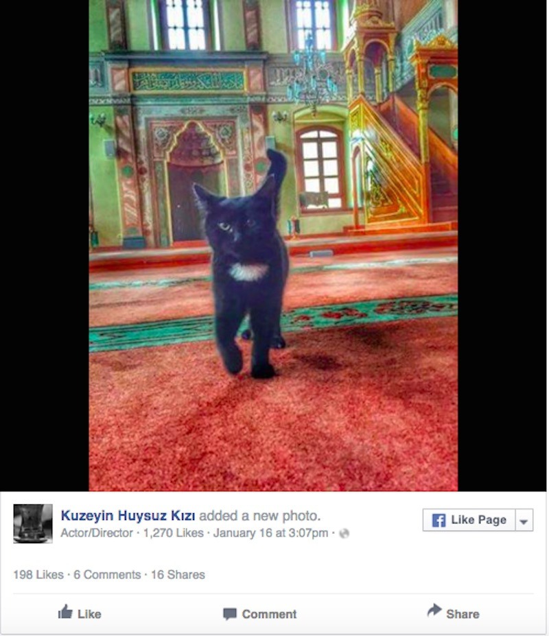 Megnyitotta kapuit a kóbor macskák előtt az isztambuli mecset