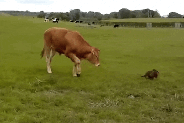 Egymásra talált a bika és a kiskutya – videó
