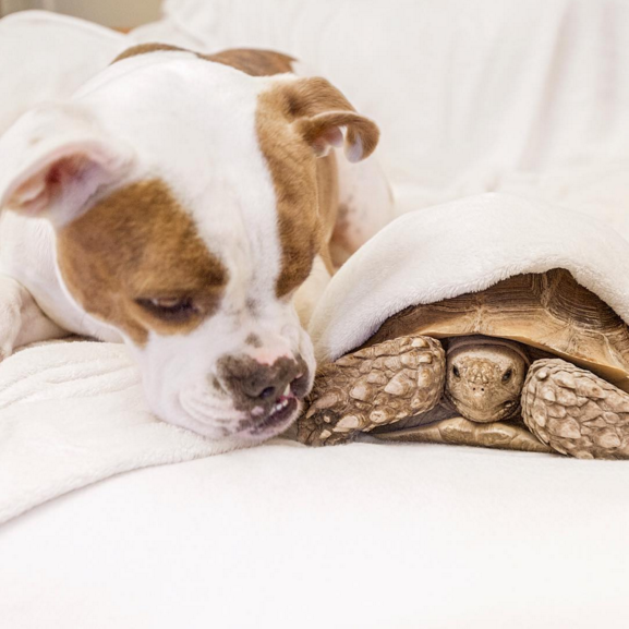 Újabb különös állatbarátság: kutya és teknősbéka az Instagram sztárjai
