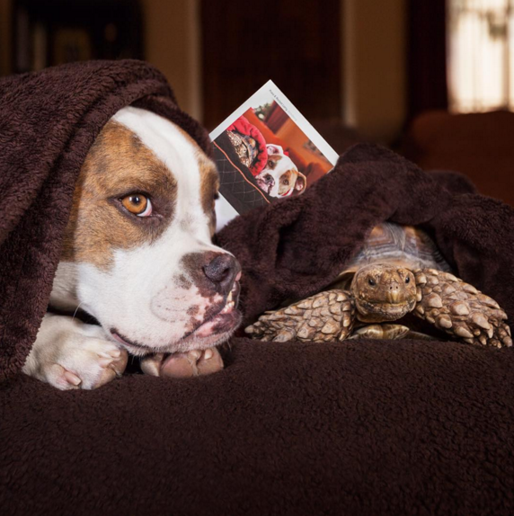 Újabb különös állatbarátság: kutya és teknősbéka az Instagram sztárjai