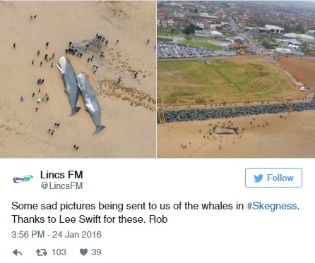 Partra vetett bálnák tetemeivel fotózkodnak az emberek - sokkoló képek
