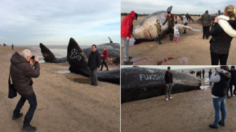 Partra vetett bálnák tetemeivel fotózkodnak az emberek - sokkoló képek