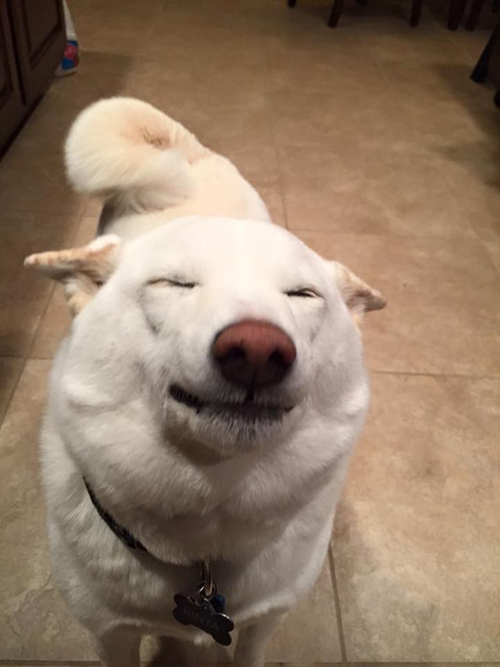 A mindig mosolygó kutyától Neked is jobb kedved lesz!